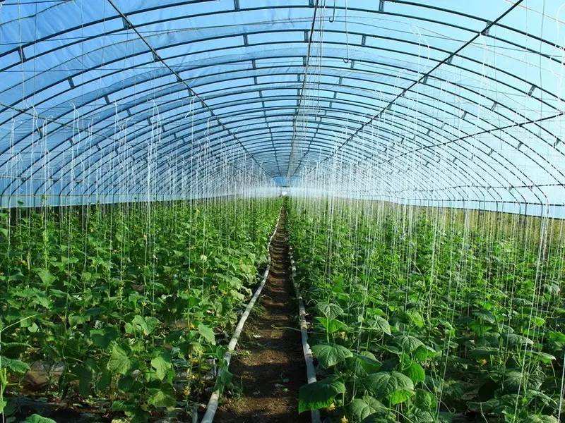 溫室大棚粘接膠水 蔬菜大棚漏水修補 溫室大棚覆膜膠水 大棚薄膜膠水 溫室蔬菜大棚薄膜膠水